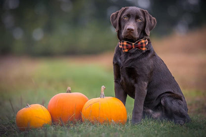 Dog Collar with Bow, Bowtie Dog Collar, Adjustable Fall Dog Collars for Small Medium Large Dogs and Cats