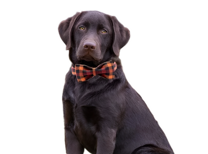 Adjustable Fall Holiday Dog Collar with Bowtie