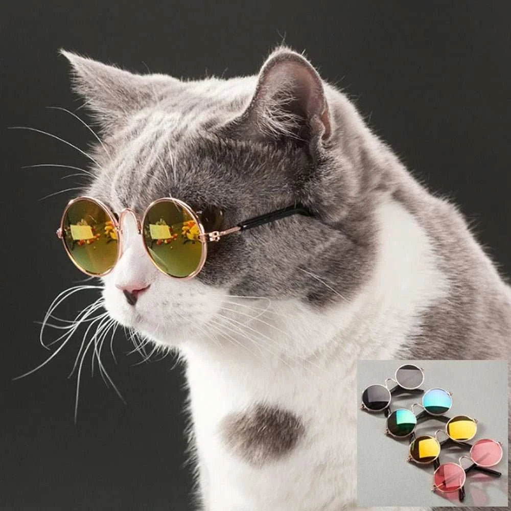 pet sunglasses