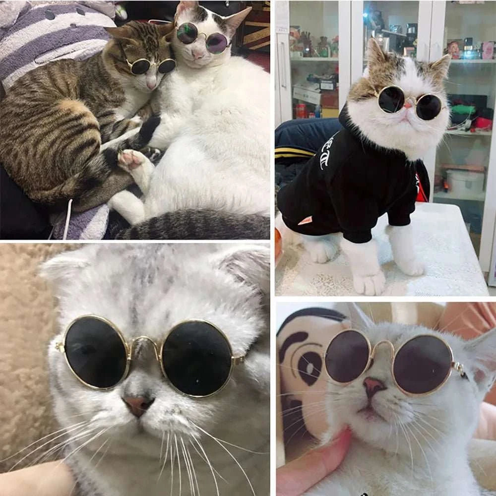 pet sunglasses