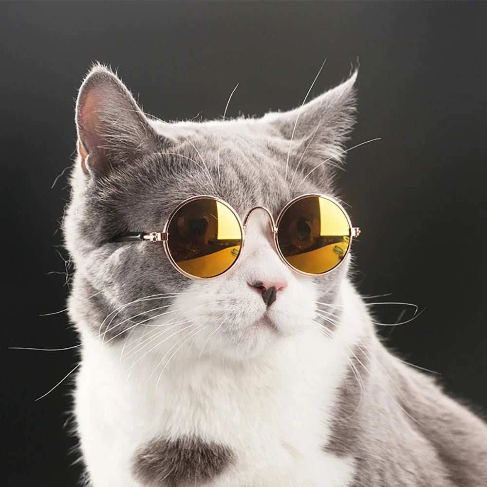 pet sunglasses